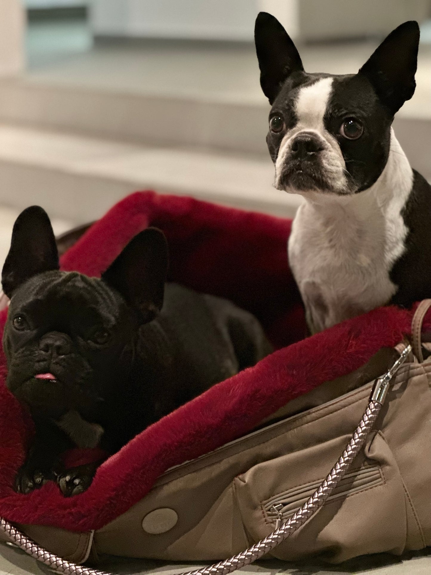 Bolsa de transporte para perros Weekender 4Seasons [[ Color: sandy red, Tamaño: M ]]